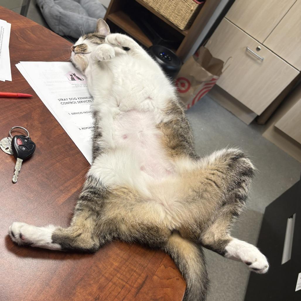 Enlarge Maisie, a Adoptable Domestic Short Hair in Brockton, MA image 2/4