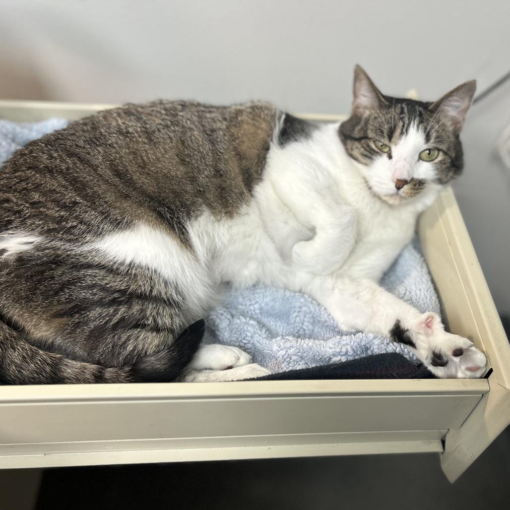 Enlarge Maisie, a Adoptable Domestic Short Hair in Brockton, MA image 4/4