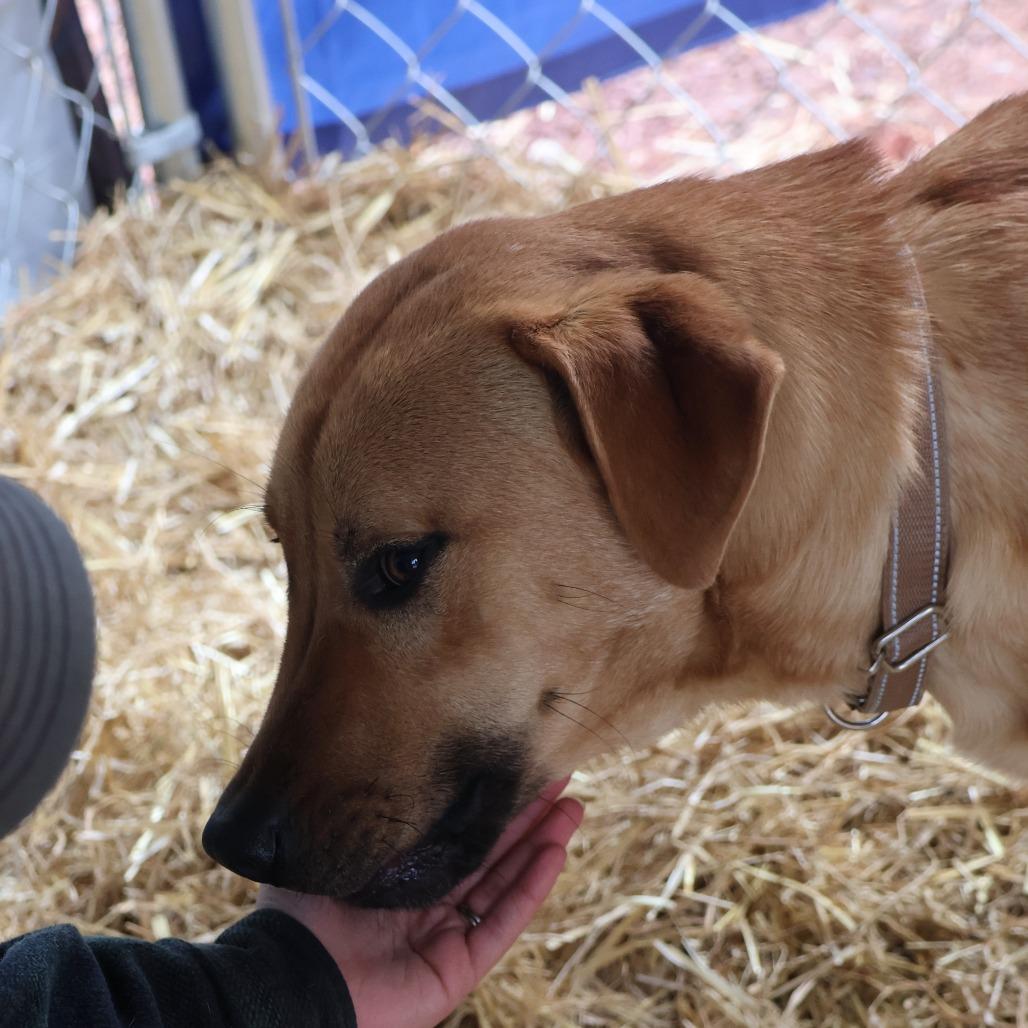 Enlarge Dax, a Adoptable mixed breed in Delta, AL image 1/5