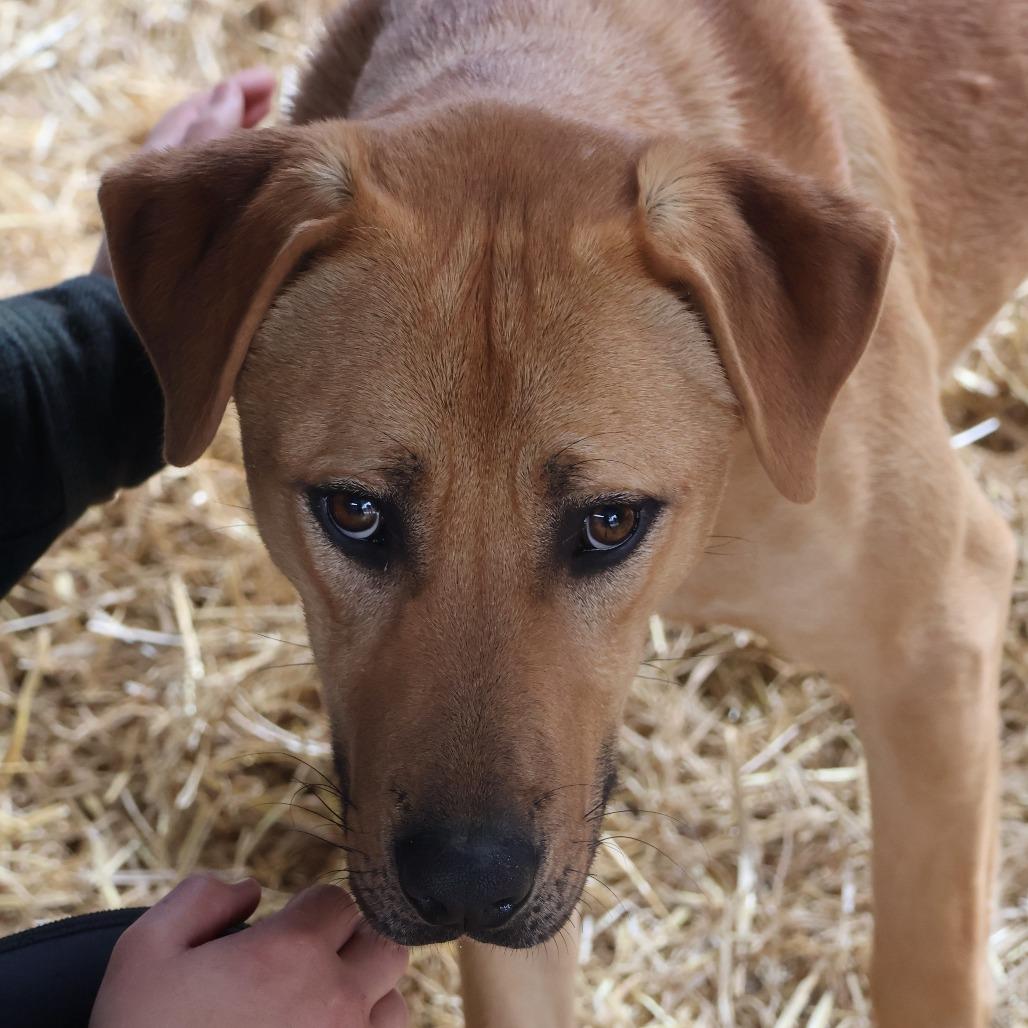 Enlarge Dax, a Adoptable mixed breed in Delta, AL image 2/5