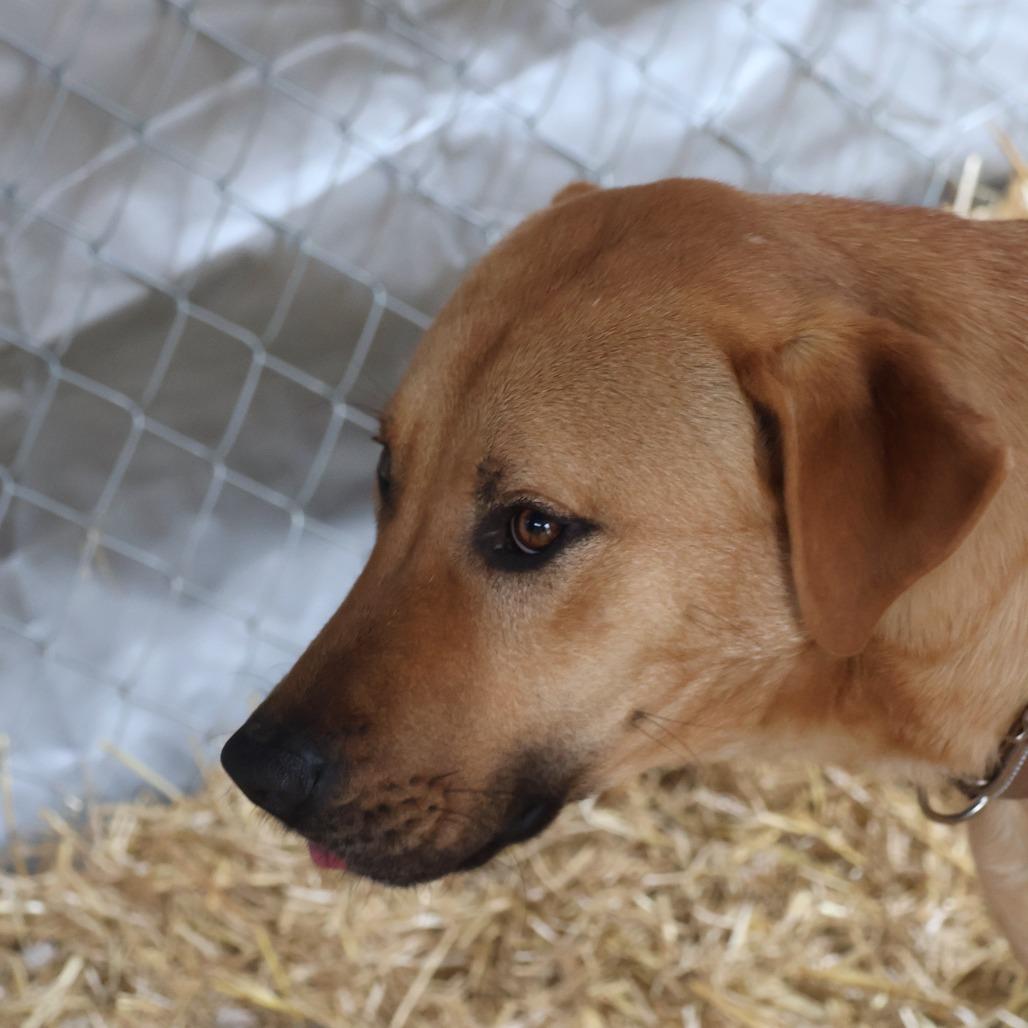 Enlarge Dax, a Adoptable mixed breed in Delta, AL image 3/5