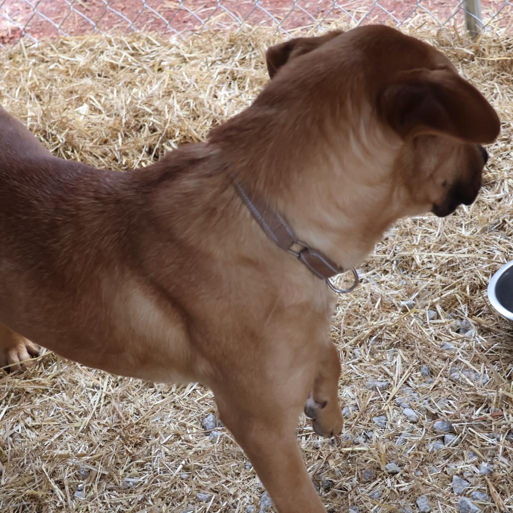 Enlarge Dax, a Adoptable mixed breed in Delta, AL image 4/5