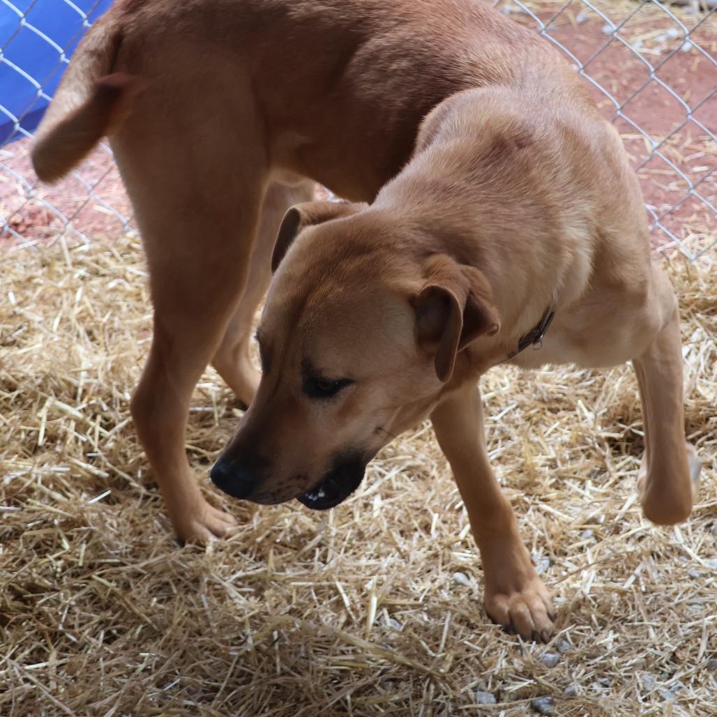 Enlarge Dax, a Adoptable mixed breed in Delta, AL image 5/5