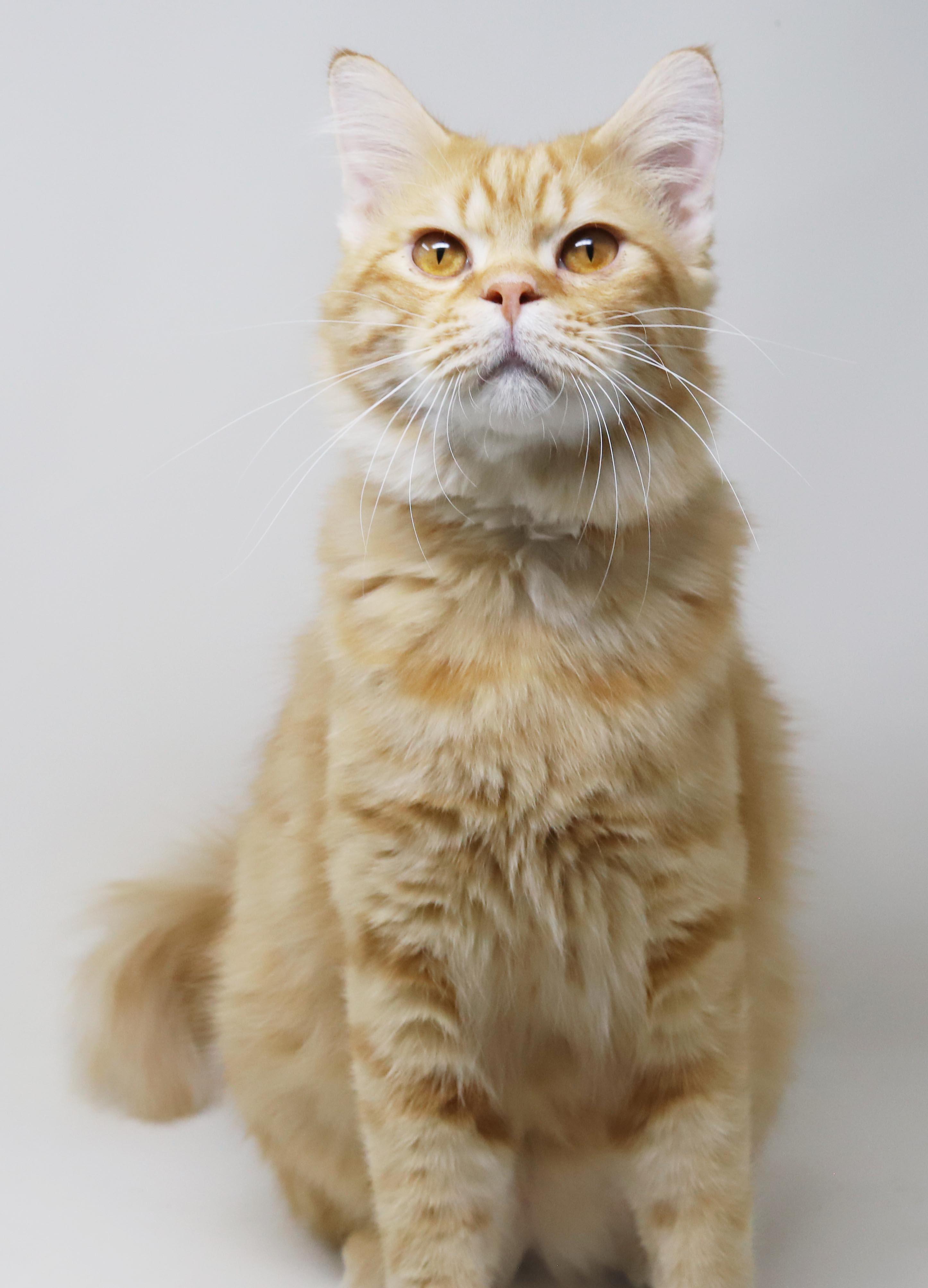 Maddie is the kitty of your dreams - rare orange exotic - VIDEOS - EMERGENCY DOHA CAT, an adopted mixed breed in Bedford Hills, NY image 2/6