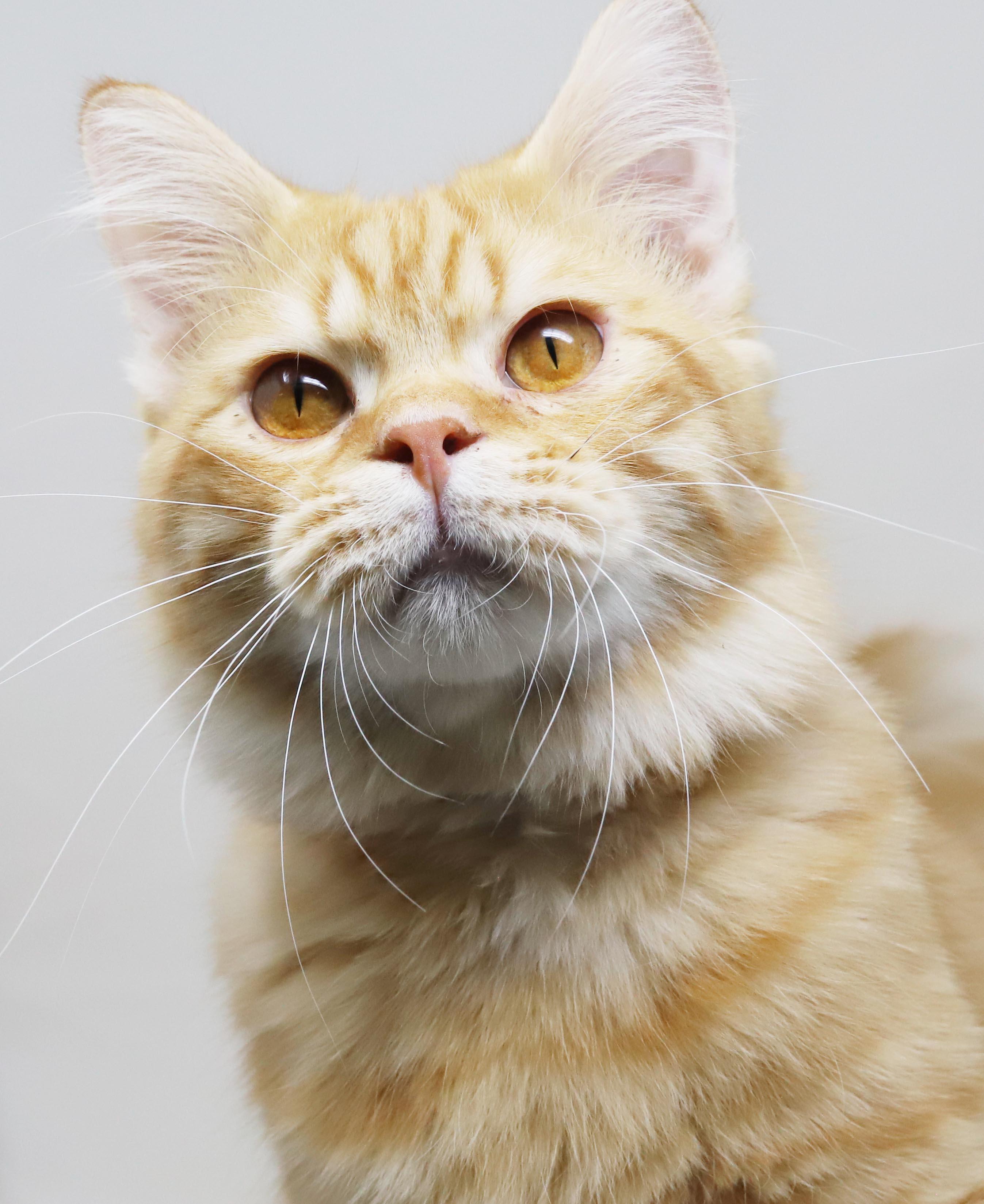 Maddie is the kitty of your dreams - rare orange exotic - VIDEOS - EMERGENCY DOHA CAT, an adopted mixed breed in Bedford Hills, NY image 6/6