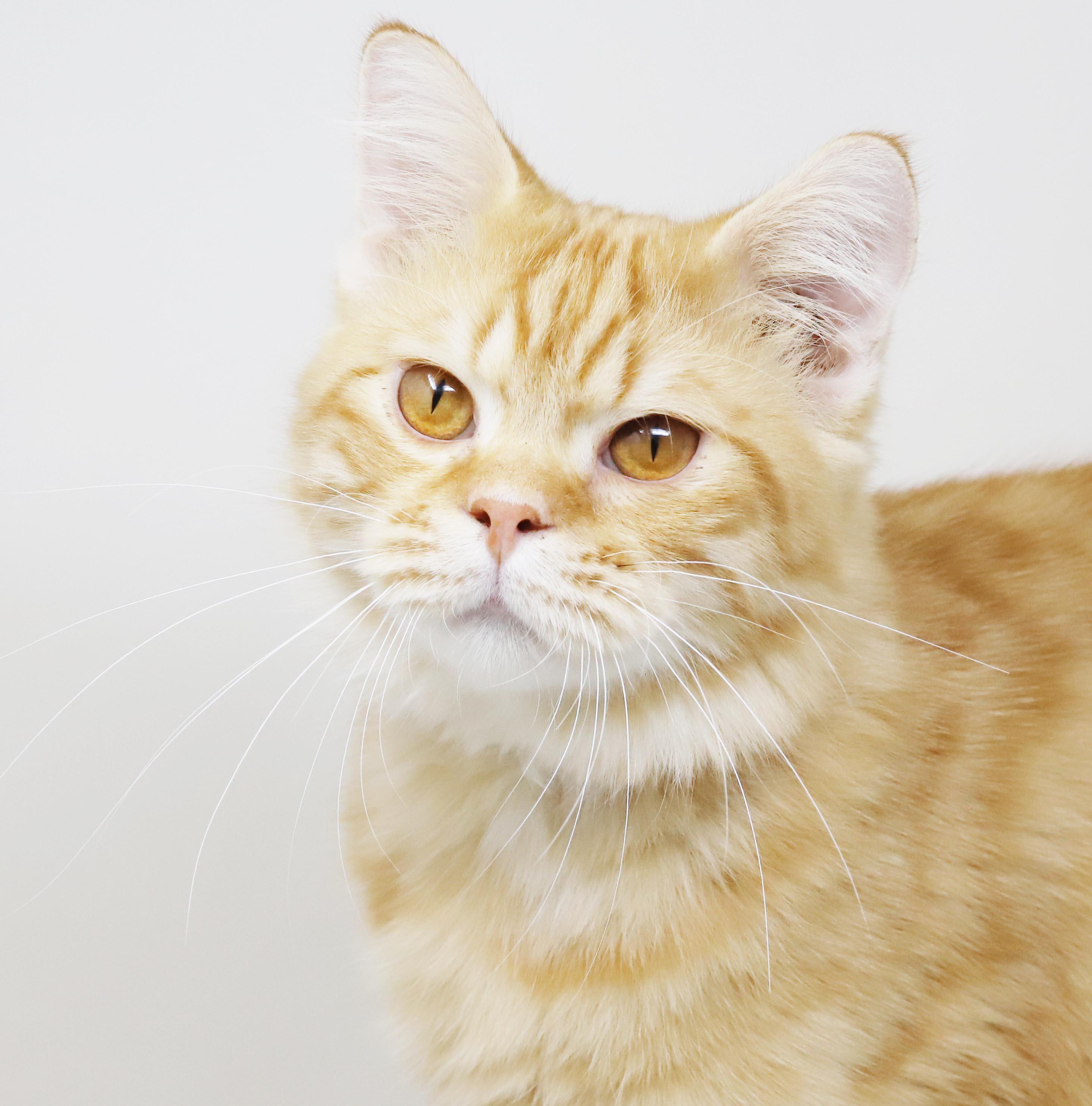 Maddie is the kitty of your dreams - rare orange exotic - VIDEOS - EMERGENCY DOHA CAT, an adopted mixed breed in Bedford Hills, NY image 3/6
