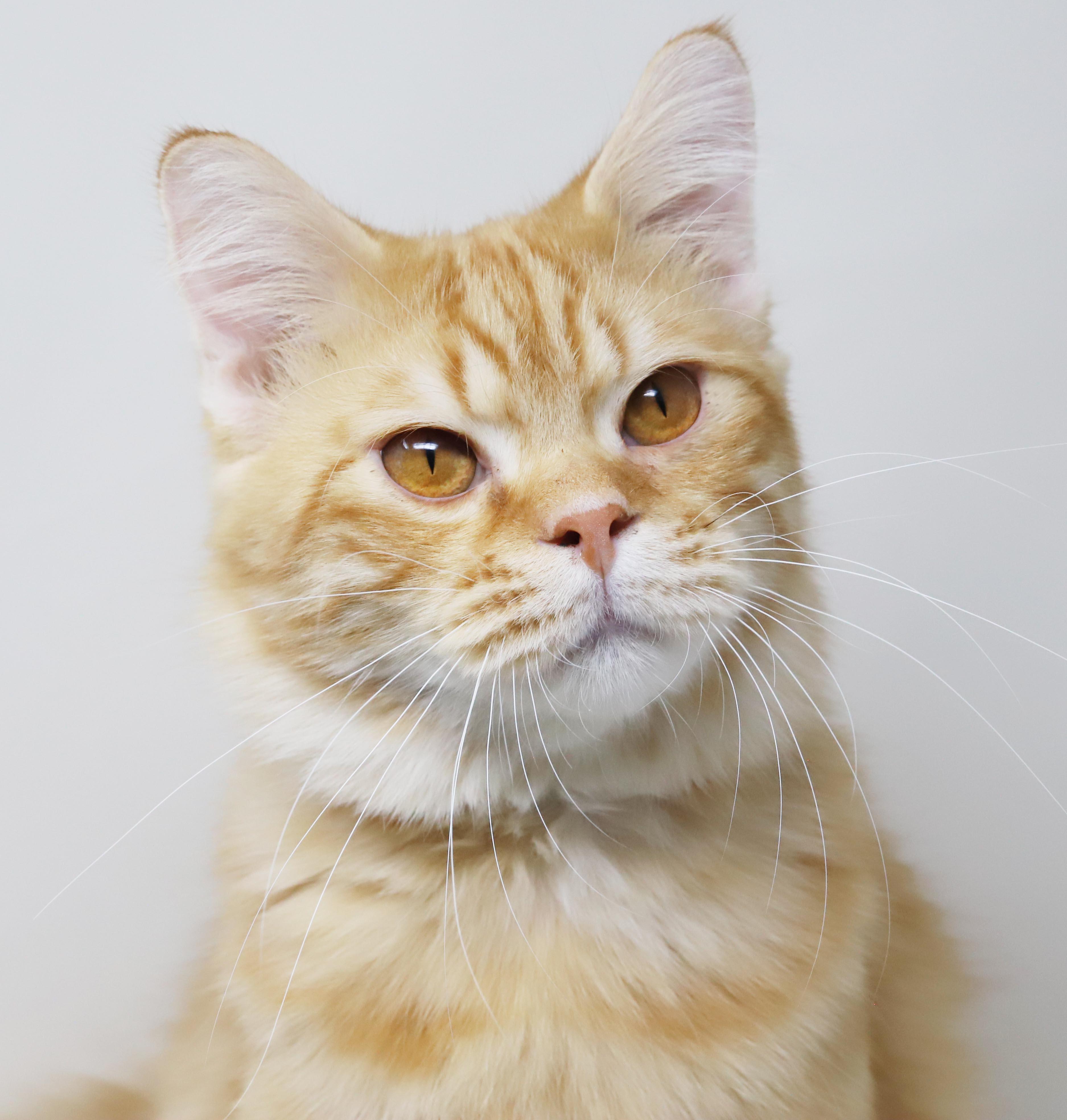 Maddie is the kitty of your dreams - rare orange exotic - VIDEOS - EMERGENCY DOHA CAT, an adopted mixed breed in Bedford Hills, NY image 1/6