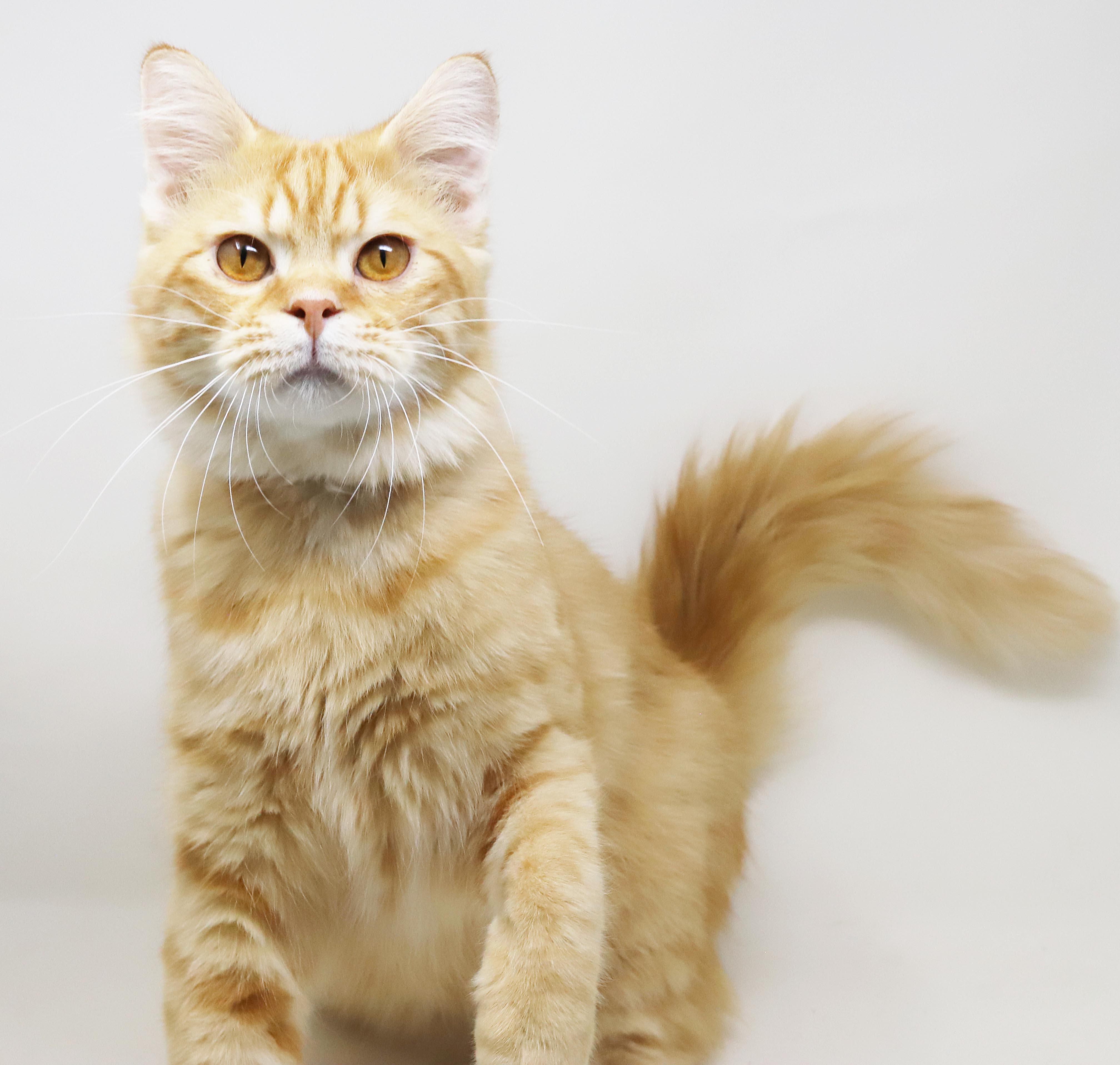 Maddie is the kitty of your dreams - rare orange exotic - VIDEOS - EMERGENCY DOHA CAT, an adopted mixed breed in Bedford Hills, NY image 5/6