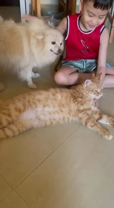 Enlarge Maddie is the kitty of your dreams - rare orange exotic - VIDEOS - EMERGENCY DOHA CAT, an adopted mixed breed in Bedford Hills, NY video 4/6