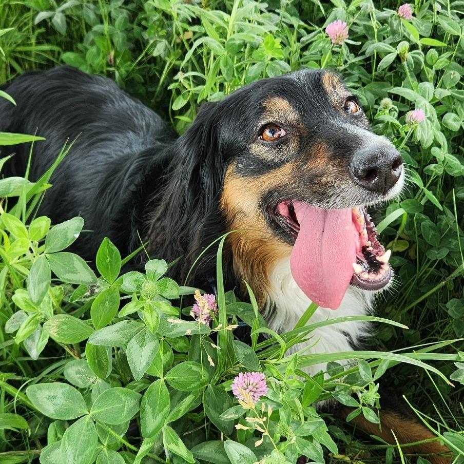 Enlarge Marley, a Adoptable mixed breed in Champaign, IL image 1/6