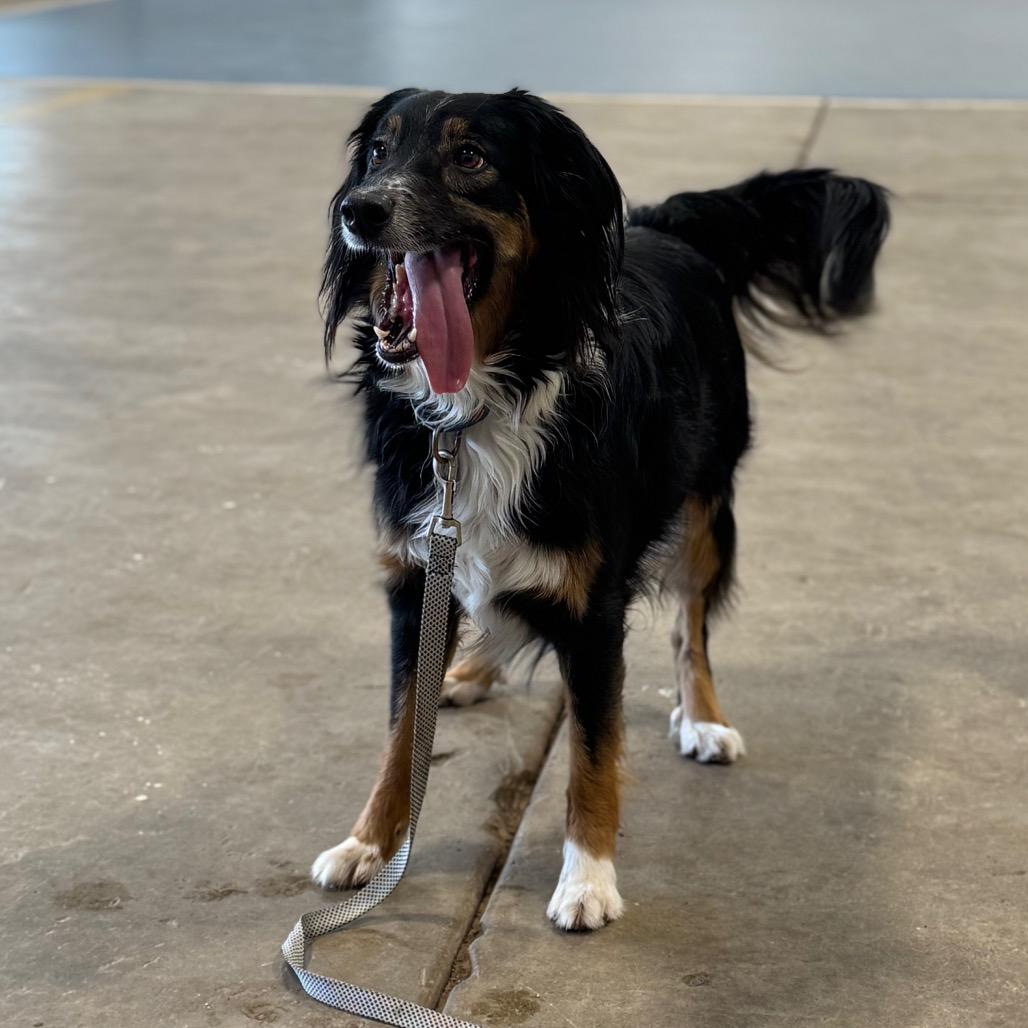 Enlarge Marley, a Adoptable mixed breed in Champaign, IL image 1/6