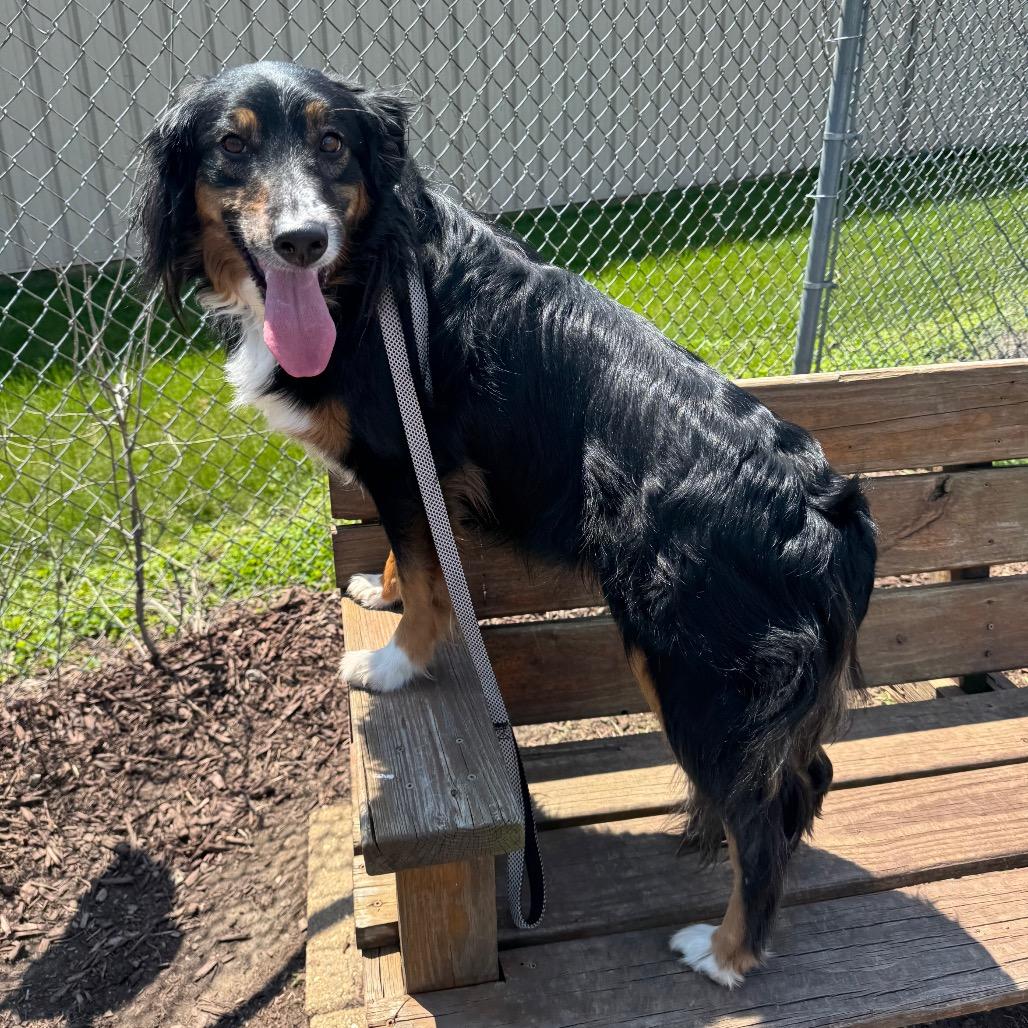Enlarge Marley, a Adoptable mixed breed in Champaign, IL image 2/6