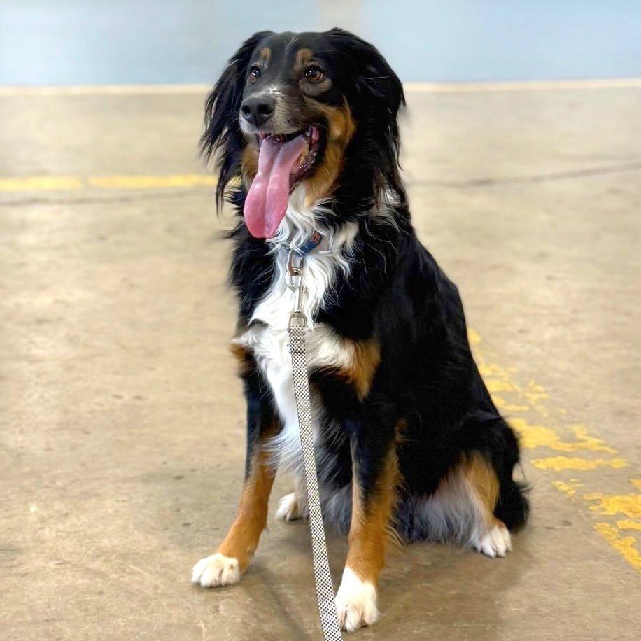 Enlarge Marley, a Adoptable mixed breed in Champaign, IL image 3/6