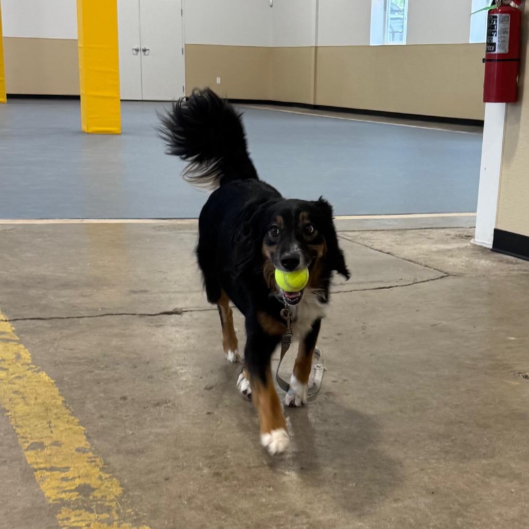 Enlarge Marley, a Adoptable mixed breed in Champaign, IL image 4/6