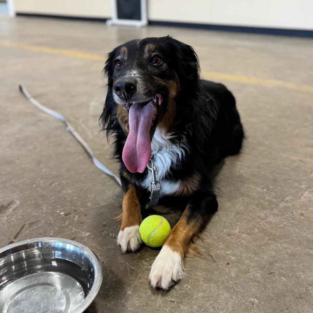 Enlarge Marley, a Adoptable mixed breed in Champaign, IL image 5/6