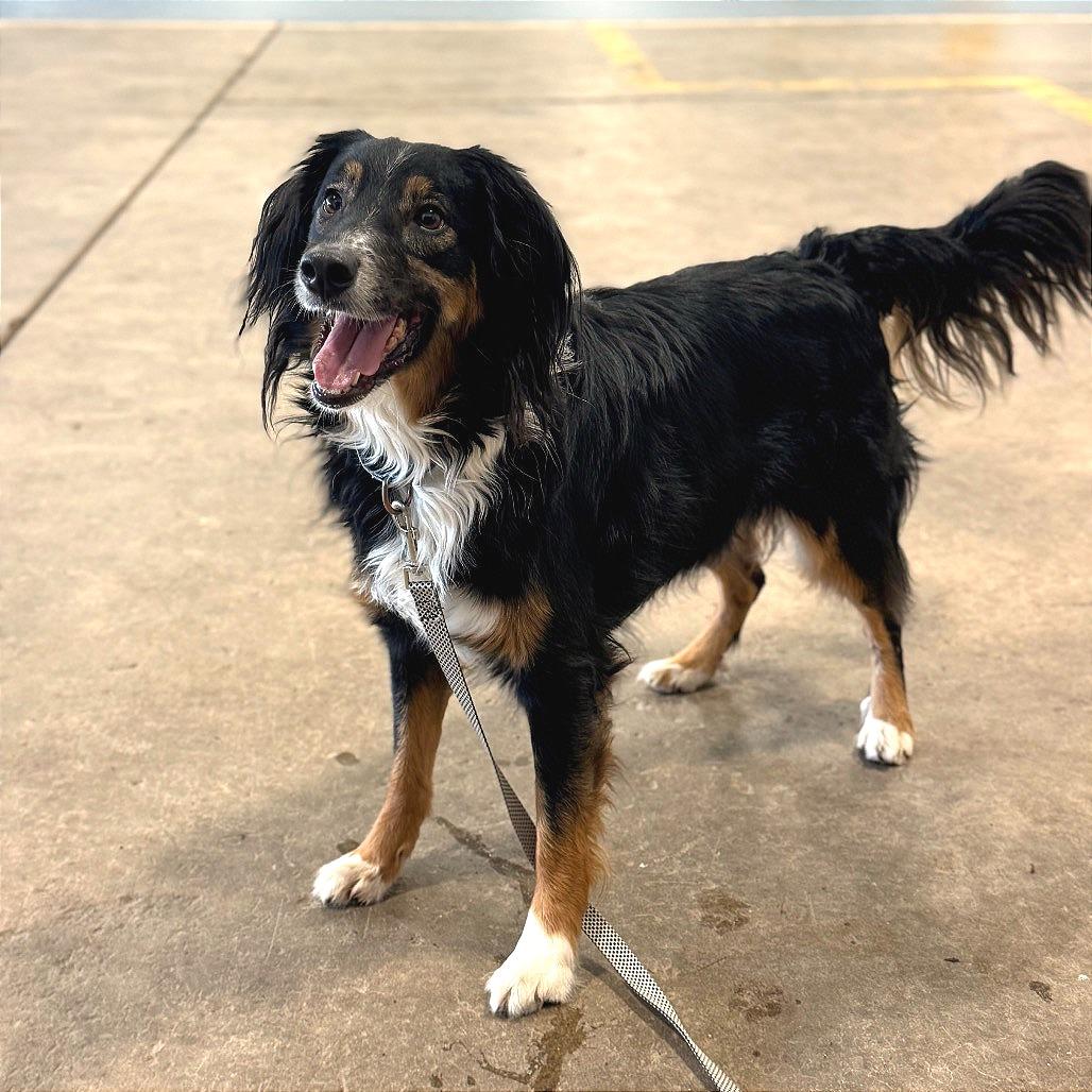Enlarge Marley, a Adoptable mixed breed in Champaign, IL image 6/6