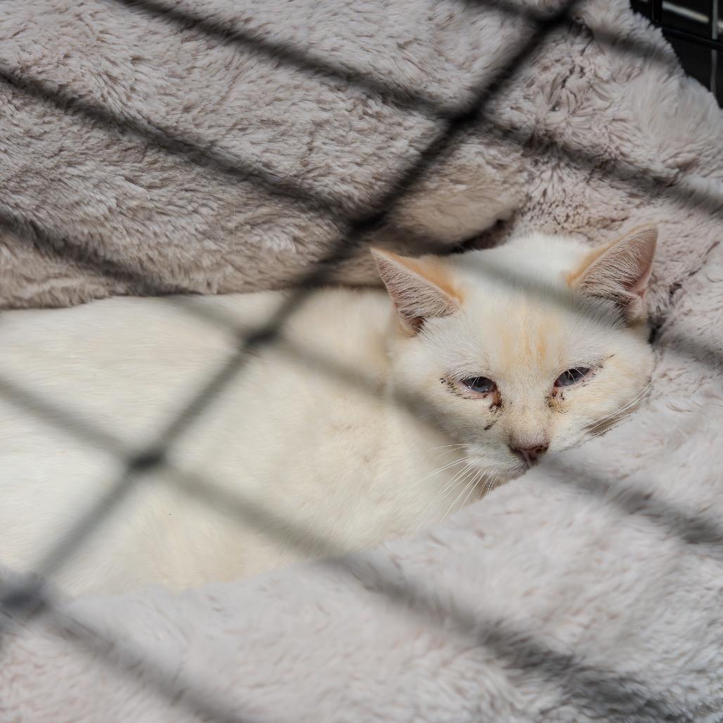 Wakefield, Adoptable, Young Male Siamese.