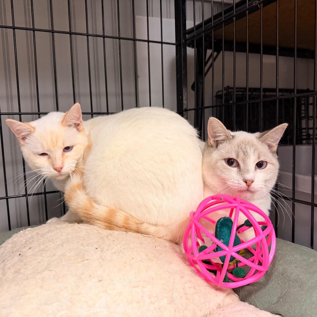 Enlarge Wakefield, a Adoptable Siamese in Pawling, NY image 2/3