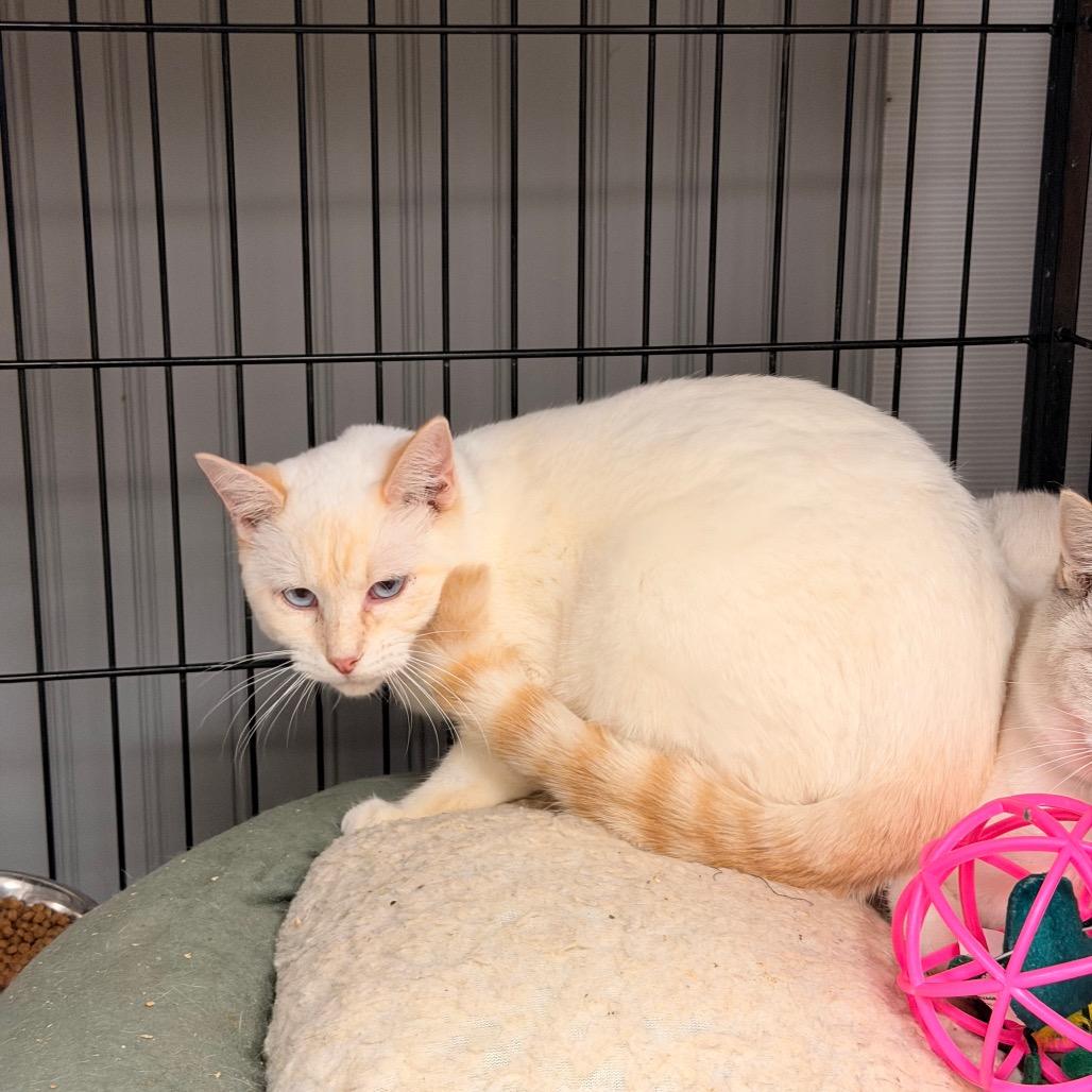 Enlarge Wakefield, a Adoptable Siamese in Pawling, NY image 3/3