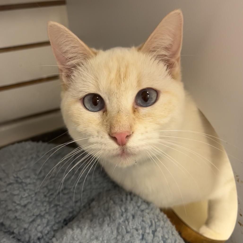 Enlarge Wakefield, a Adoptable Siamese in Pawling, NY image 4/5