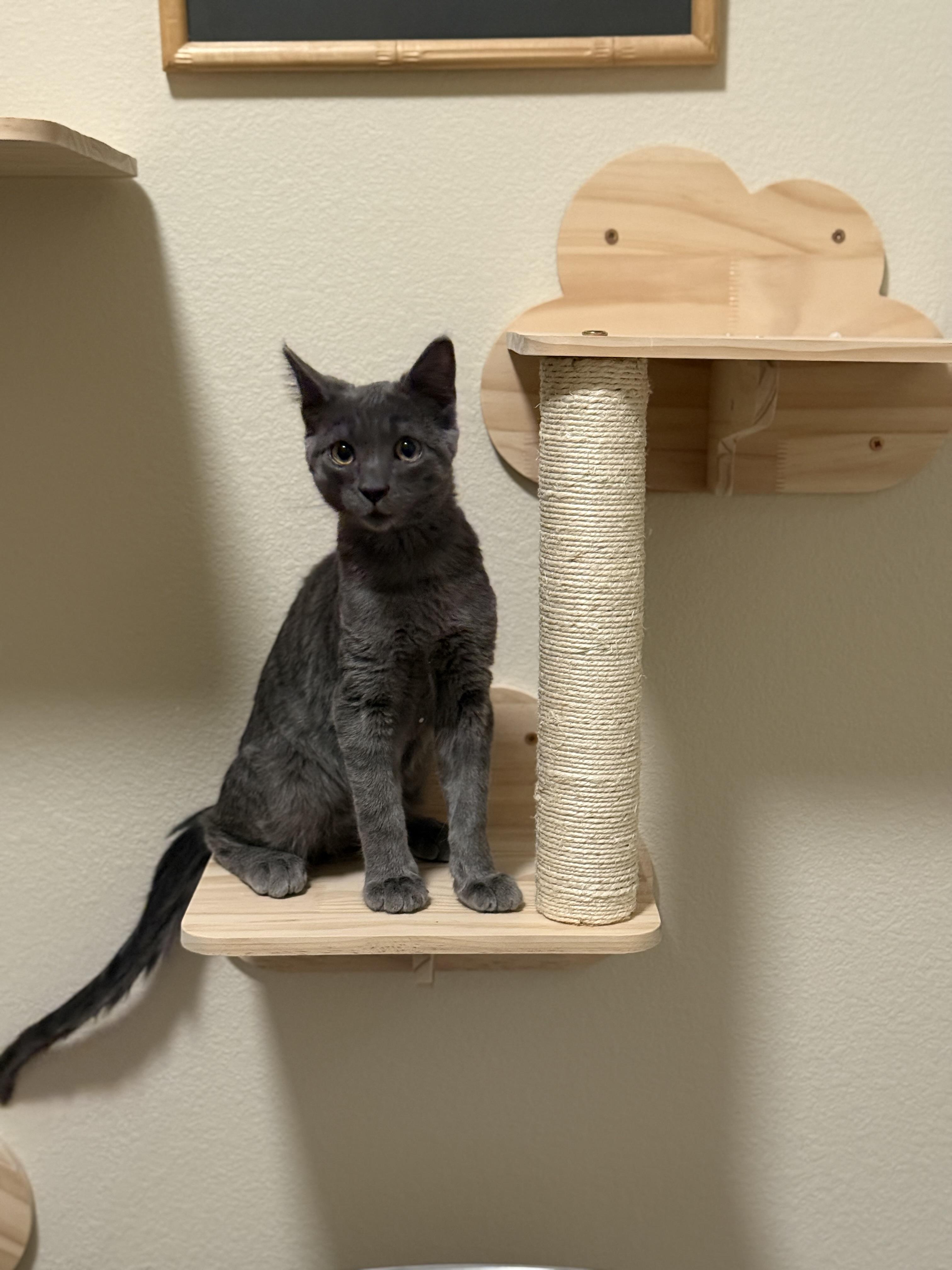 Enlarge Jasper Haze, a Adoptable Domestic Short Hair in Wheat Ridge, CO image 2/3