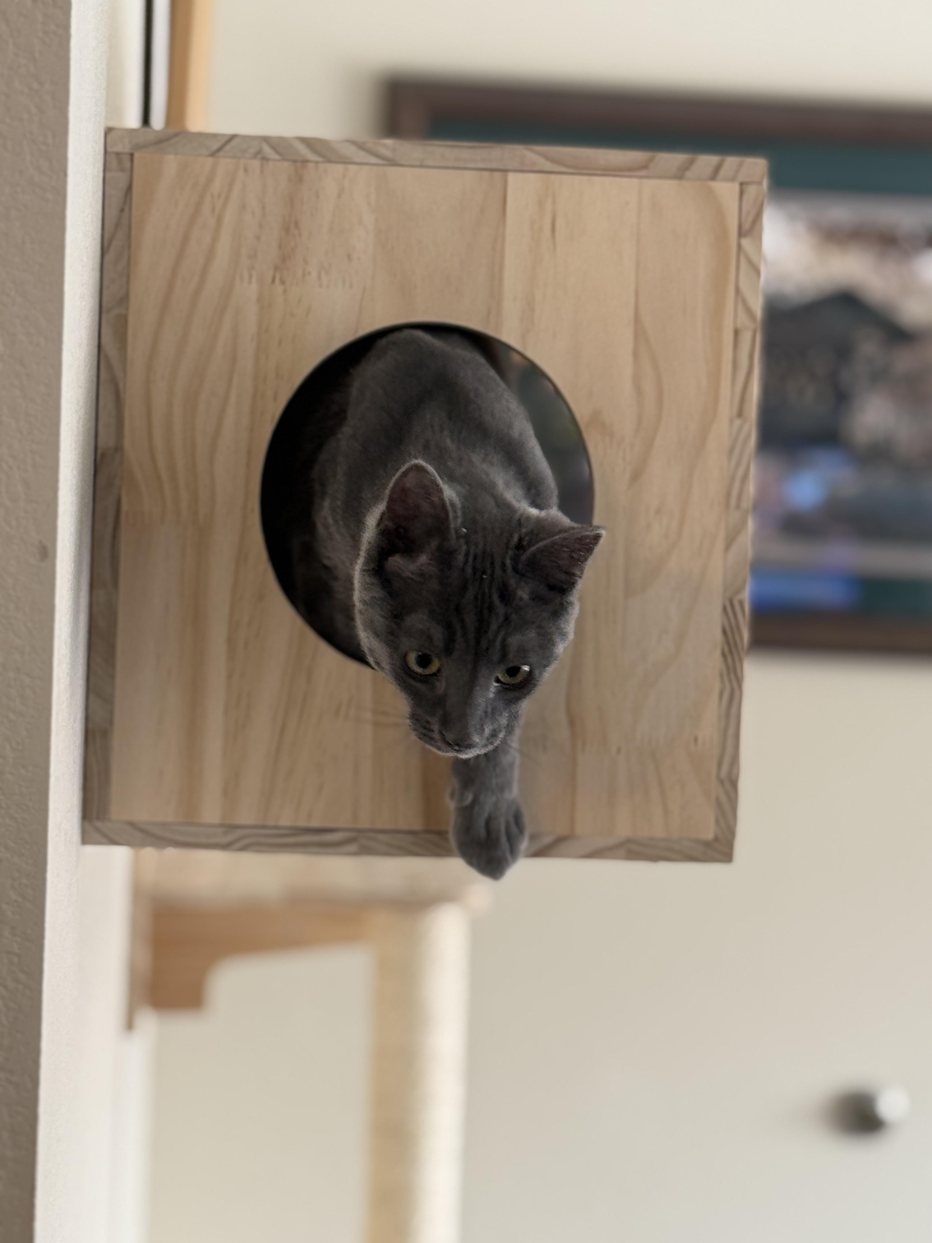 Enlarge Jasper Haze, a Adoptable Domestic Short Hair in Wheat Ridge, CO image 3/3