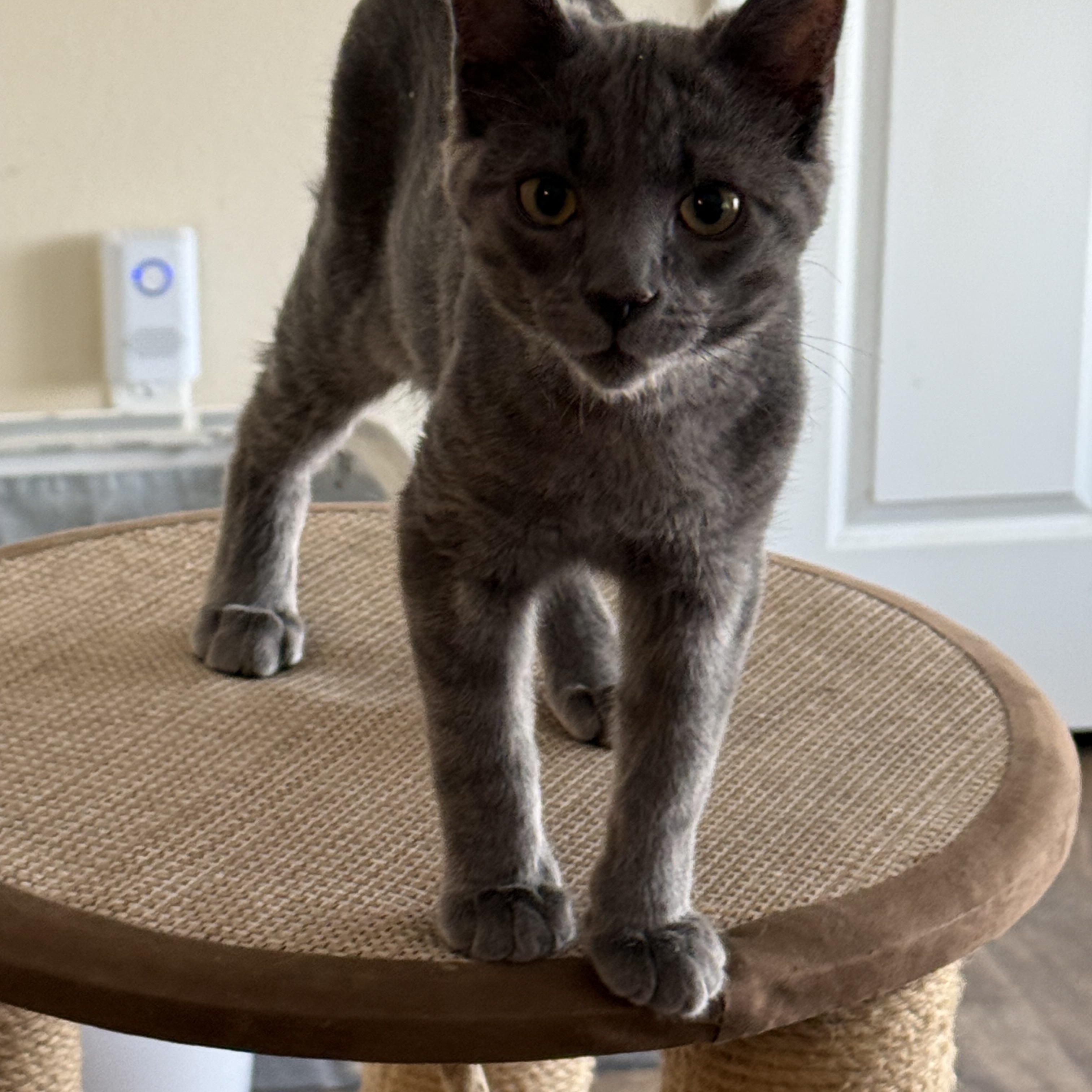 Enlarge Jasper Haze, a Adoptable Domestic Short Hair in Wheat Ridge, CO image 1/3