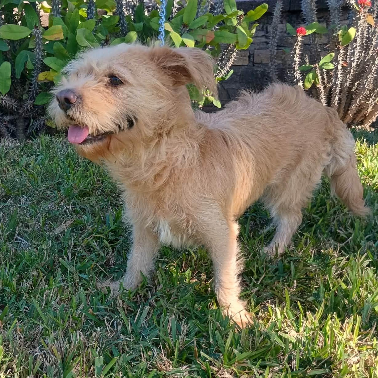 Enlarge Nay, an adopted Terrier in New Haven, CT image 2/3