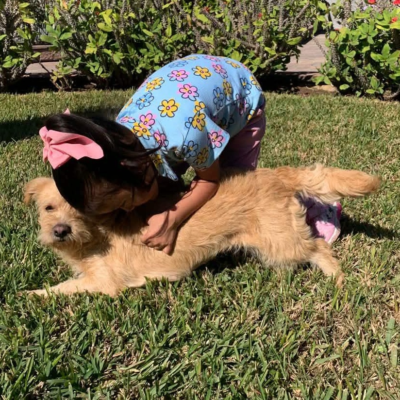 Enlarge Nay, an adopted Terrier in New Haven, CT image 3/3