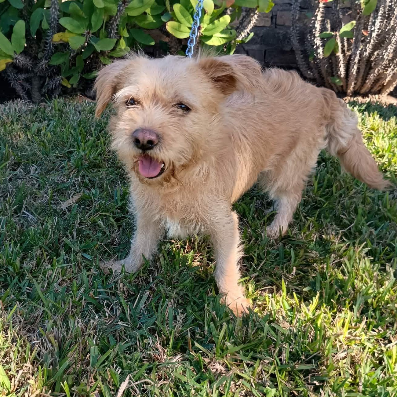 Nay, adopted, Young Female Terrier.