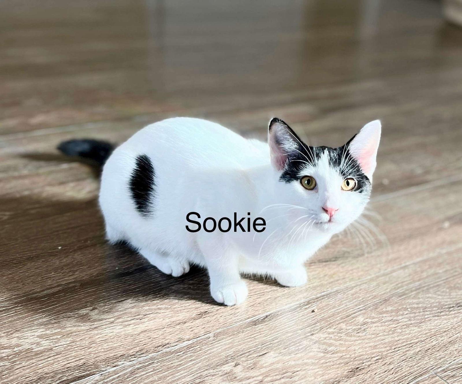 SOOKIE, Adopted, Kitten Female American Shorthair & British Shorthair.