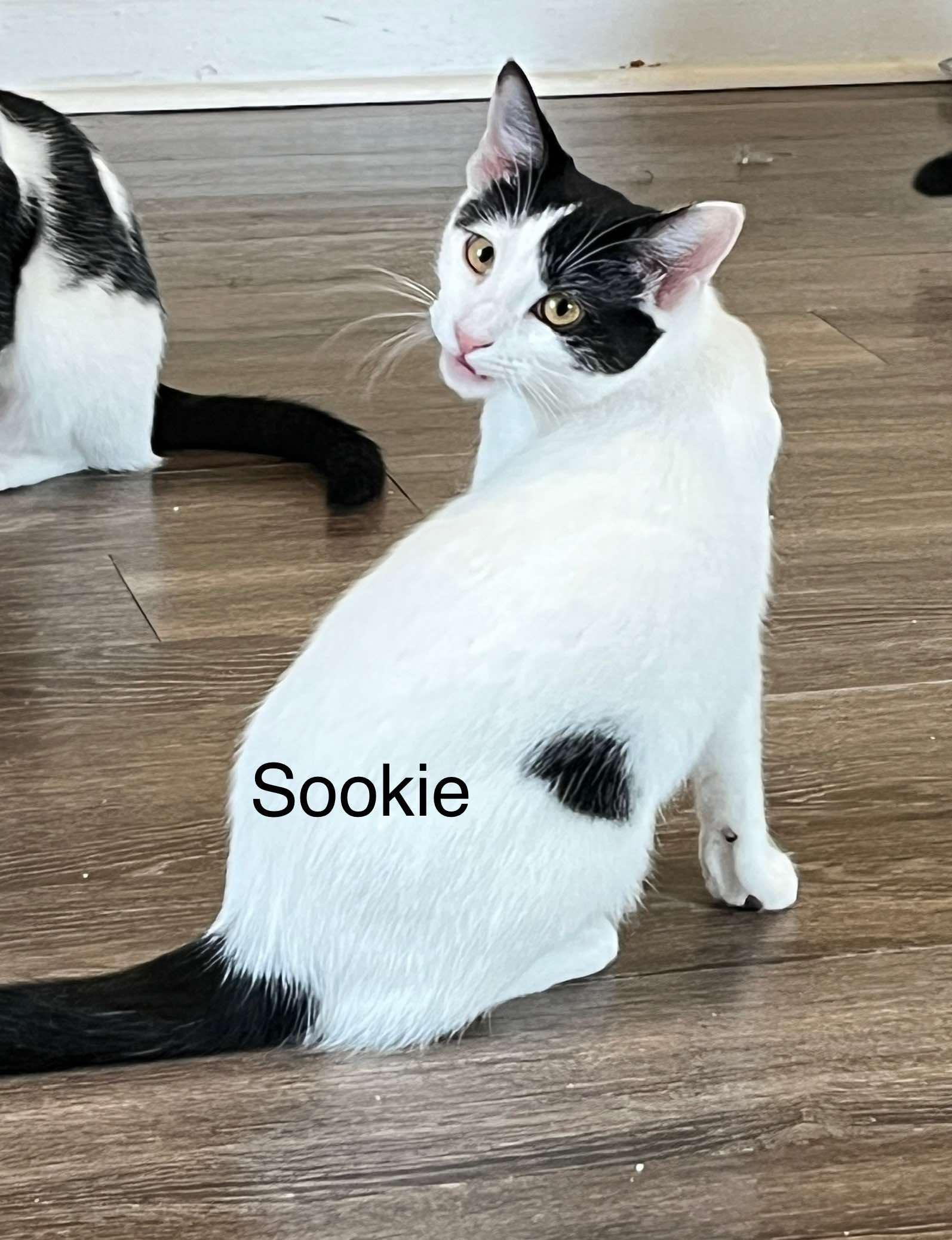 Enlarge SOOKIE, a Adopted mixed breed in Allentown, PA image 2/3