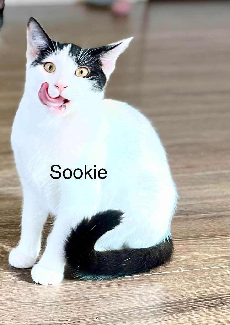 Enlarge SOOKIE, a Adopted mixed breed in Allentown, PA image 3/3
