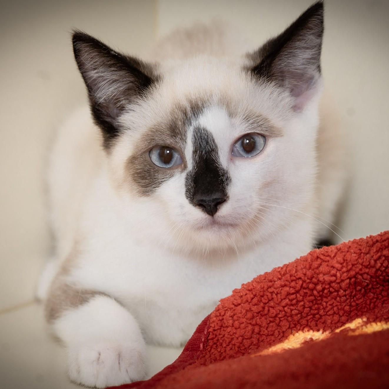 Oliver, an adopted Siamese in Victor, NY image 2/3