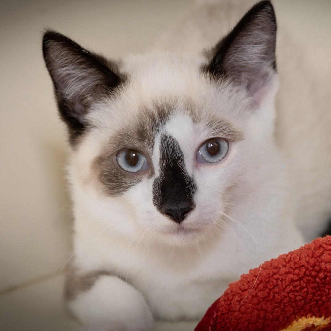 Oliver, adopted, Kitten Male Siamese.