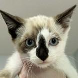 Oliver, an adopted Siamese in Victor, NY image 3/3
