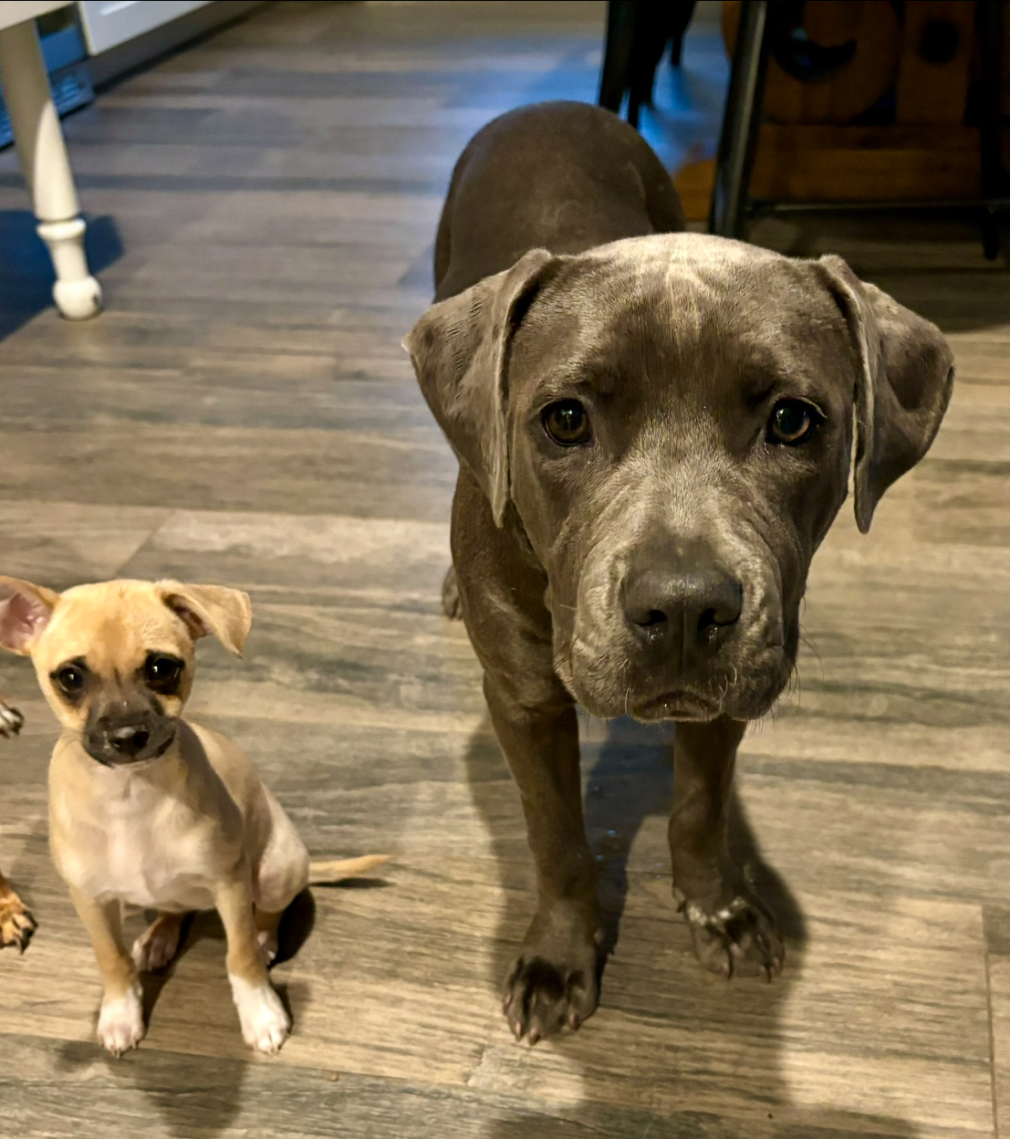 Dog for adoption Pieper, a Chiweenie Mix in Austin, TX Petfinder