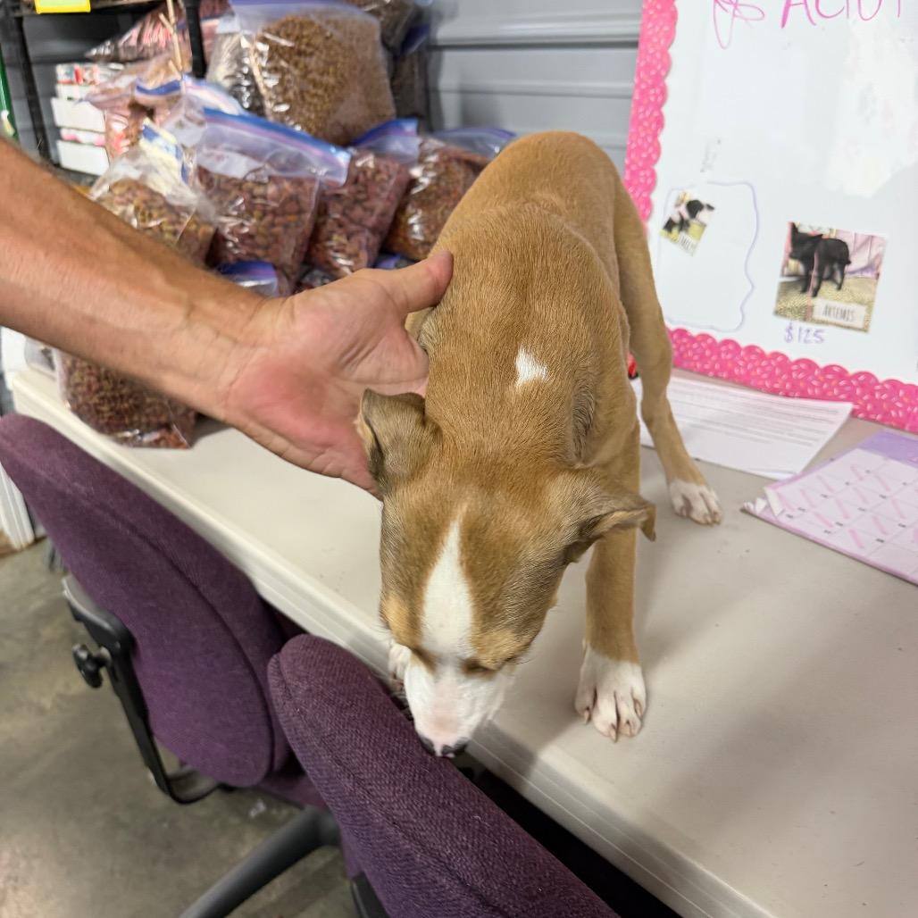 Lulu, Adoptable, Young Female Labrador Retriever.
