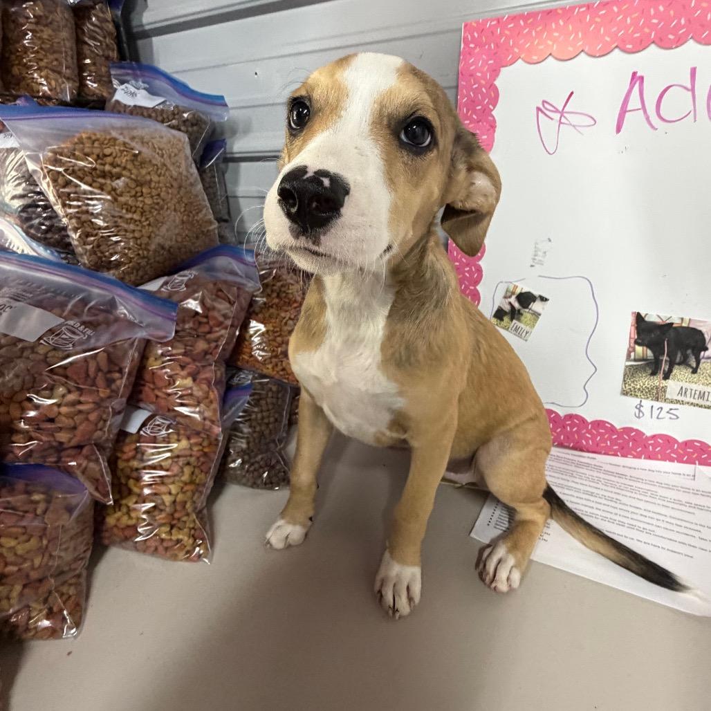 Enlarge Lulu, a Adoptable Labrador Retriever in Princeton, KY image 3/3