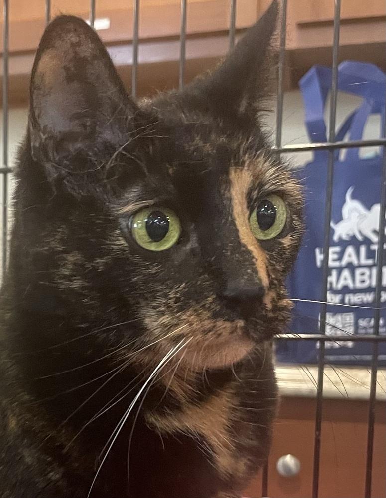 REESE, Adoptable, Adult Female Domestic Short Hair.