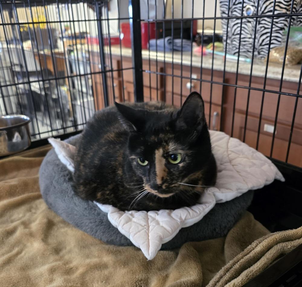 Enlarge REESE, a Adoptable Domestic Short Hair in Southbury, CT image 2/6