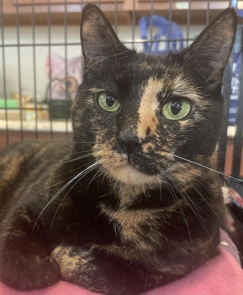 Enlarge REESE, a Adoptable Domestic Short Hair in Southbury, CT image 3/6