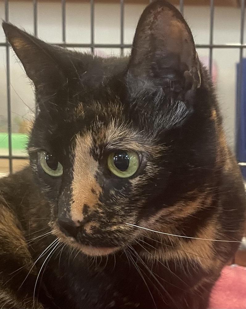 Enlarge REESE, a Adoptable Domestic Short Hair in Southbury, CT image 4/6