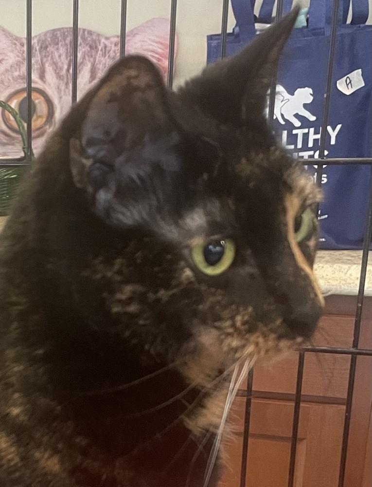 Enlarge REESE, a Adoptable Domestic Short Hair in Southbury, CT image 5/6