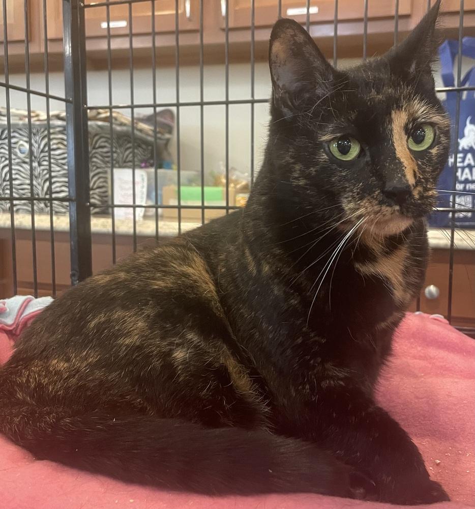 Enlarge REESE, a Adoptable Domestic Short Hair in Southbury, CT image 6/6