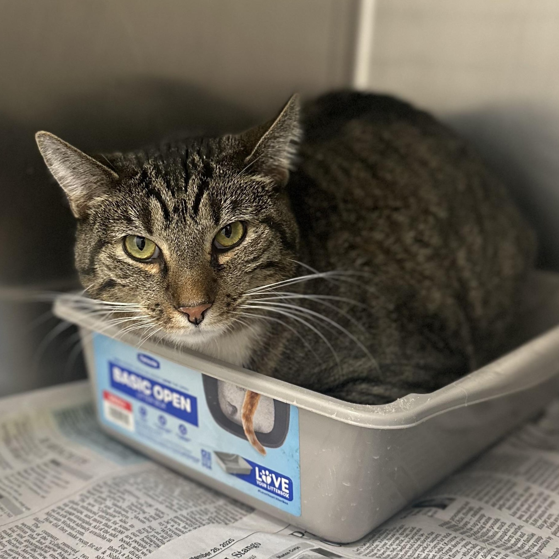 Corey, adopted, Adult Male Domestic Short Hair.