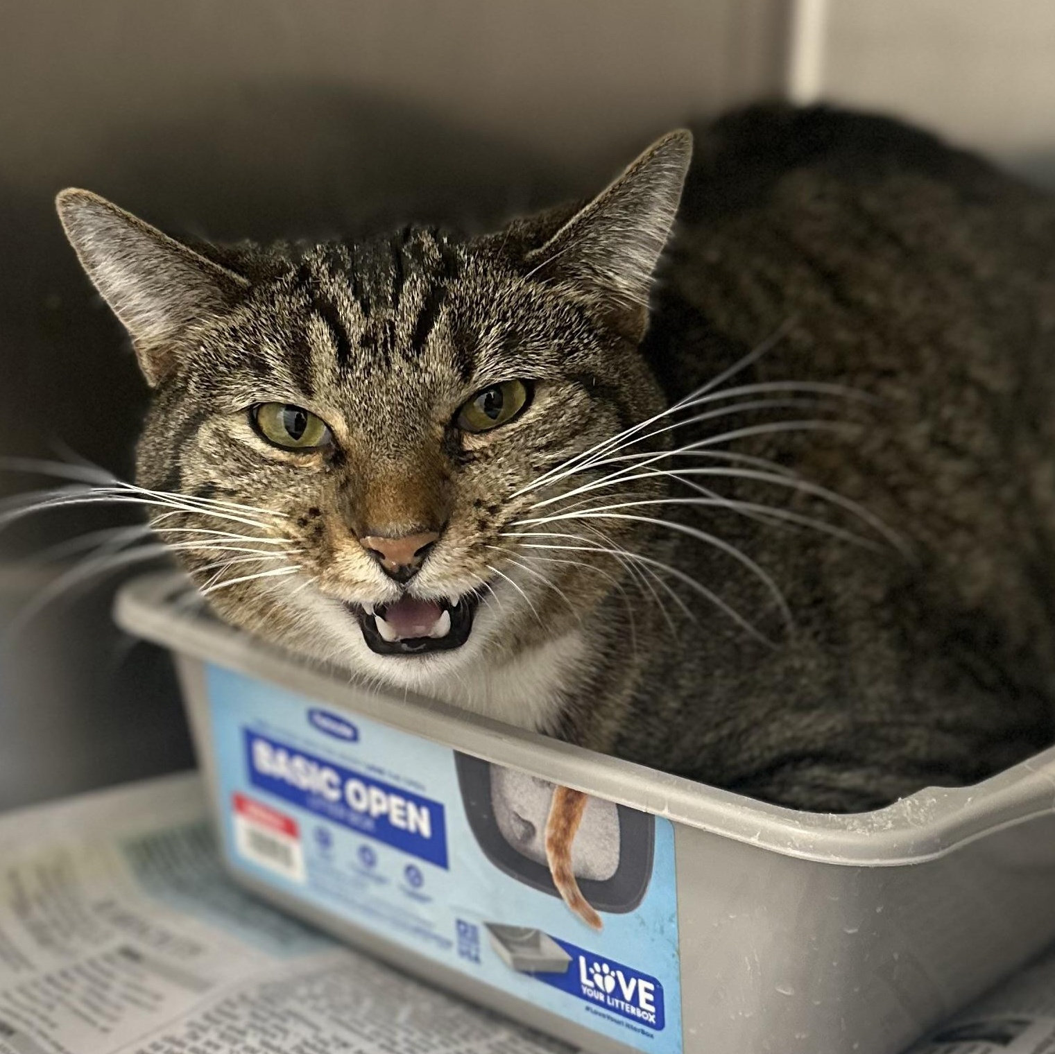 Enlarge Corey, an adopted Domestic Short Hair in Youngstown, OH image 2/2