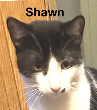 Shawn Brot. (a little shy; good with kids, cats, and dogs)