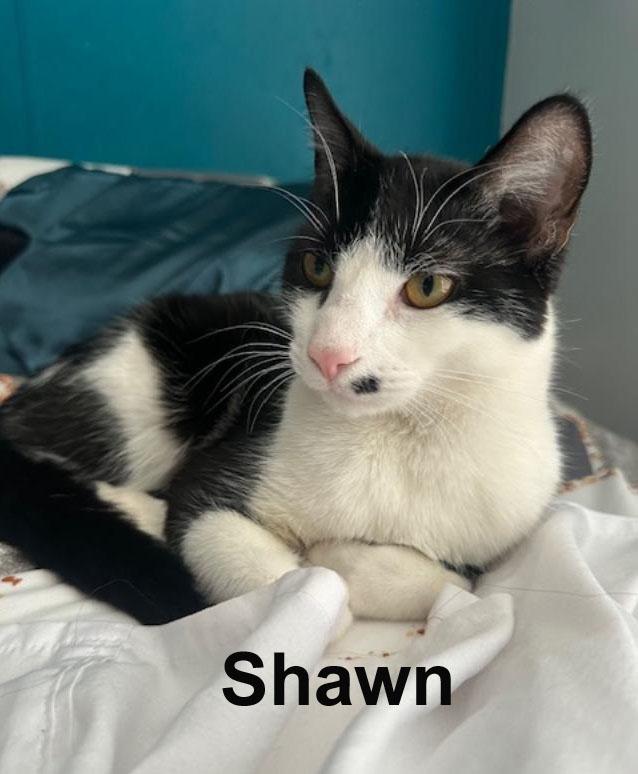Shawn Brot.  (a little shy; good with kids, cats, and dogs), Adoptable, Adult Male Domestic Short Hair.