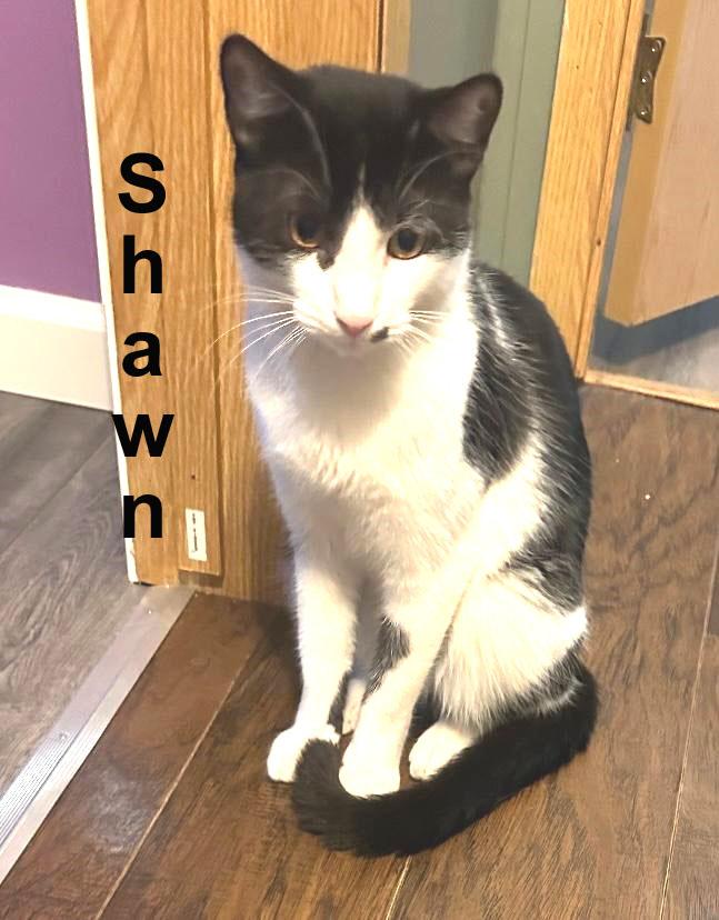 Shawn Brot. (a little shy; good with kids, cats, and dogs) — thumbnail 3